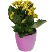 Kalanchoe amarelo + Cachep Rosa